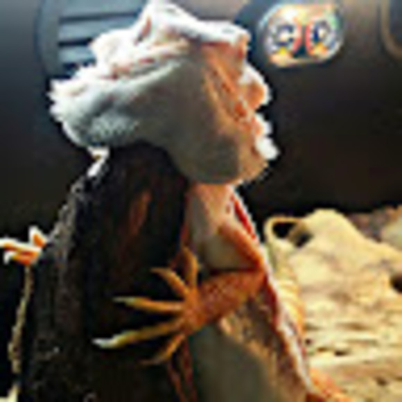 dragoncoffee68